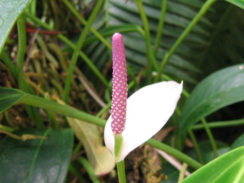 Anthurium amnicola