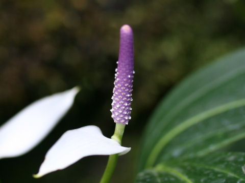 Anthurium amnicola