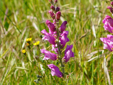 Antirrhinum cirrhigerum