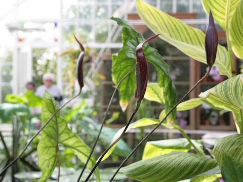 Anthurium flavolineatum