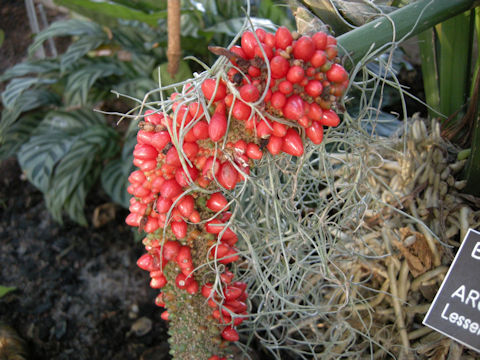 Anthurium hookeri