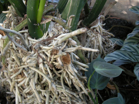 Anthurium hookeri