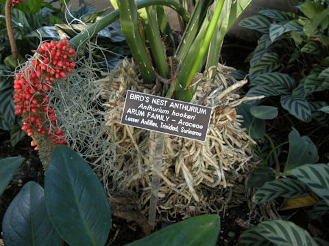 Anthurium hookeri