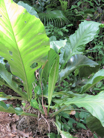 Anthurium hookeri