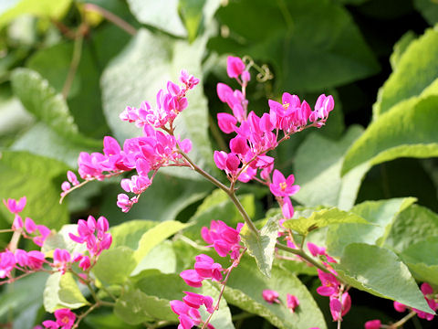 Antigonon leptopus