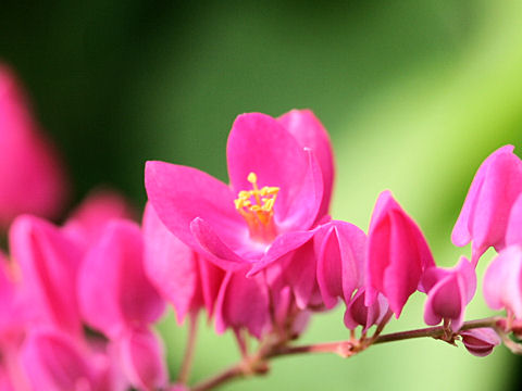 Antigonon leptopus