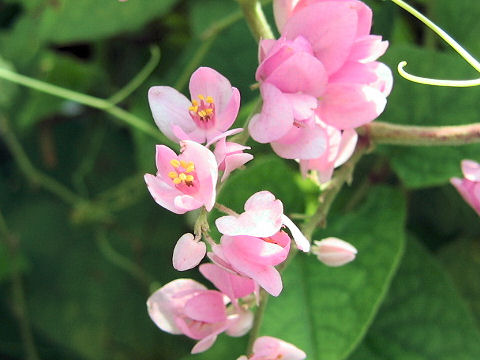 Antigonon leptopus