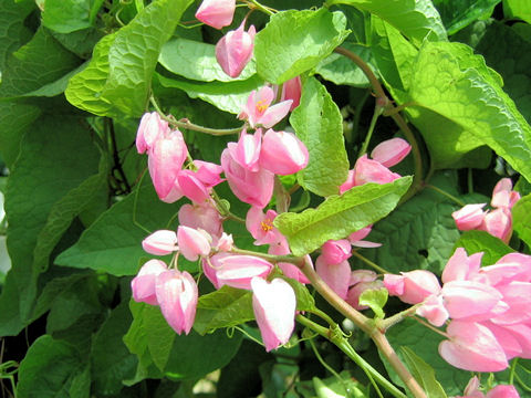 Antigonon leptopus