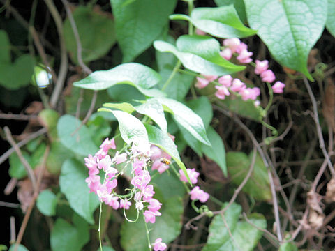 Antigonon leptopus