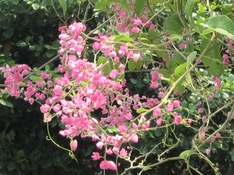 Antigonon leptopus