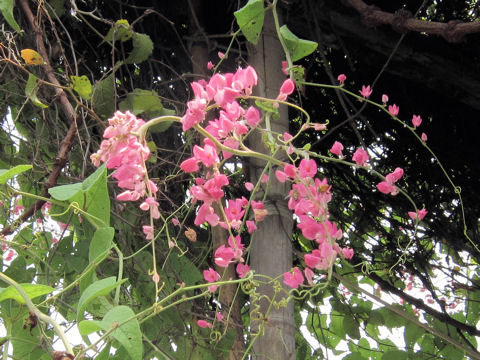 Antigonon leptopus