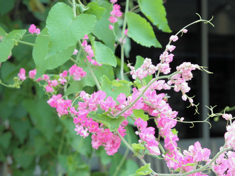 Antigonon leptopus