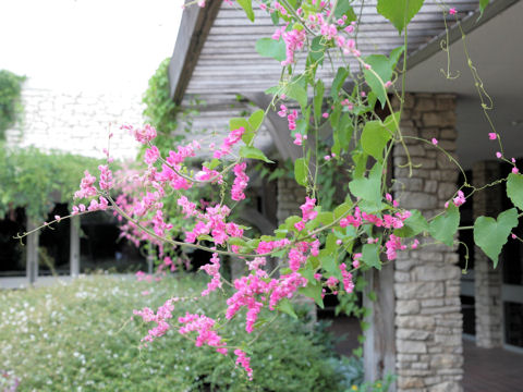 Antigonon leptopus