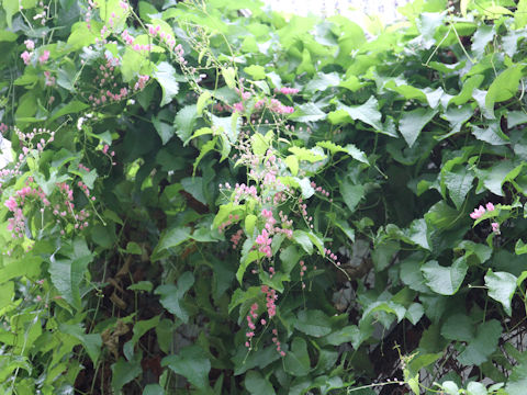 Antigonon leptopus