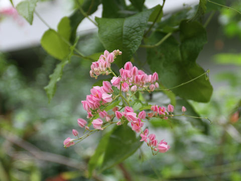 Antigonon leptopus