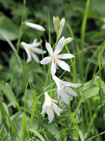 Anthericum liliago