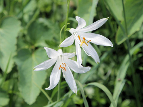 Anthericum liliago