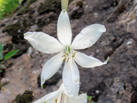 Anthericum liliago