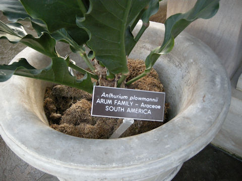 Anthurium plowmanii