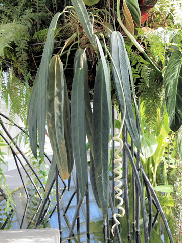 Anthurium wendlingeri