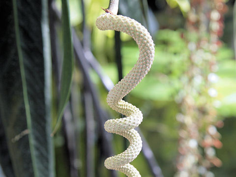 Anthurium wendlingeri