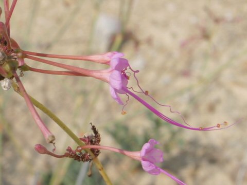 Anulacaulis leiosolenus