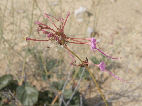 Anulacaulis leiosolenus