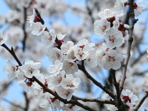 Prunus armeniaca