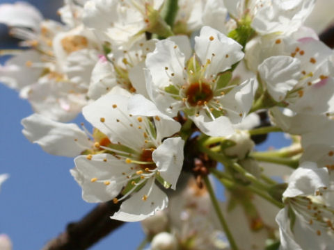 Prunus armeniaca cv. Kyodaimaru