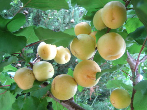 Prunus armeniaca