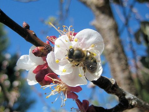 Prunus armeniaca