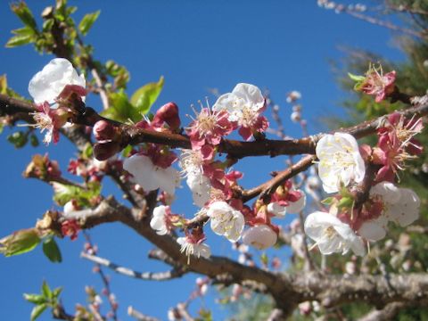 Prunus armeniaca