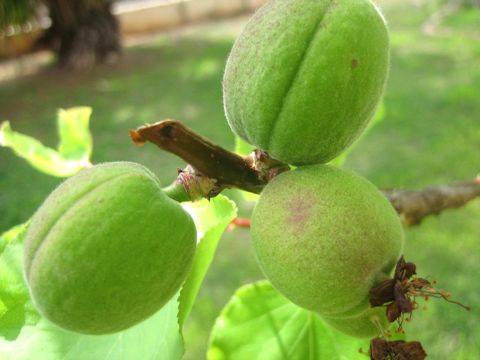 Prunus armeniaca