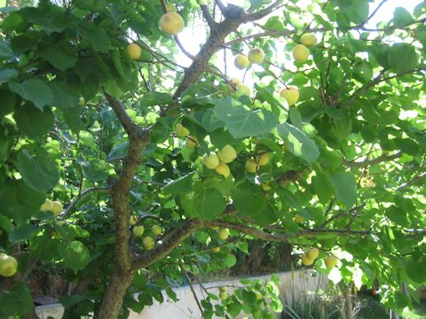 Prunus armeniaca