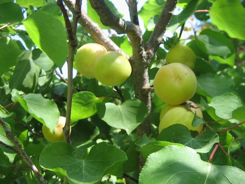 Prunus armeniaca