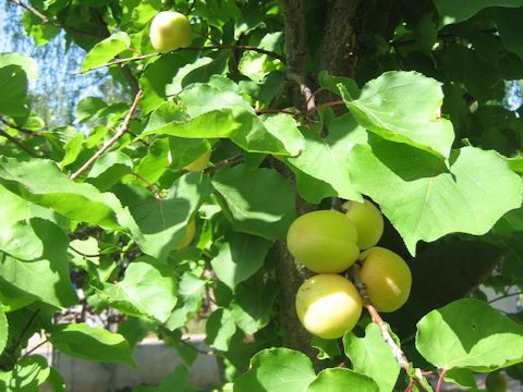 Prunus armeniaca