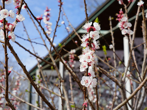 Prunus armeniaca cv. Katy