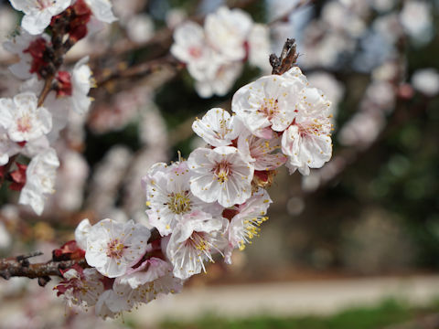 Prunus armeniaca