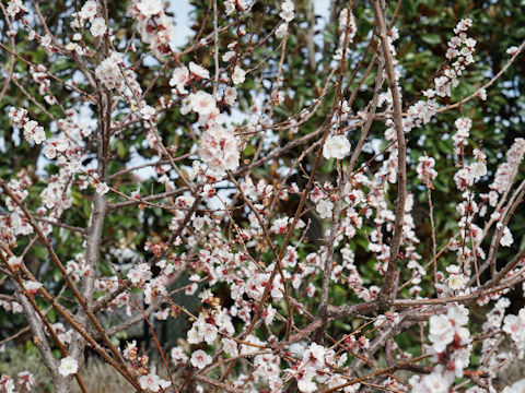 Prunus armeniaca