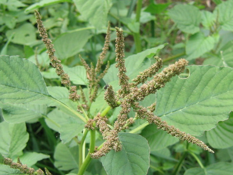 Amaranthus viridis