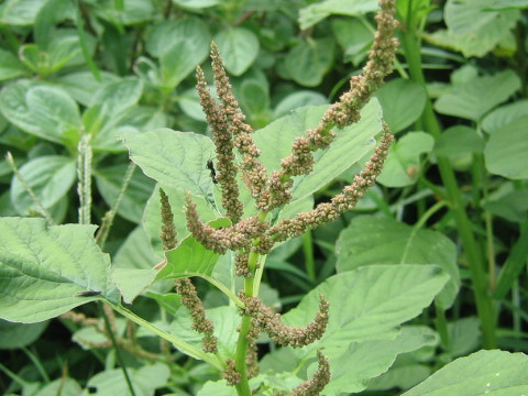 Amaranthus viridis