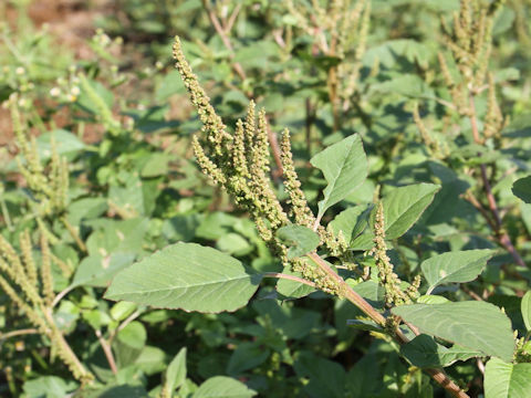 Amaranthus viridis