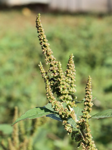 Amaranthus viridis