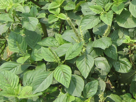 Amaranthus viridis