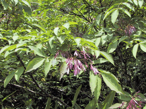 Fraxinus lanuginosa f. serrata