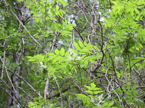 Fraxinus lanuginosa f. serrata