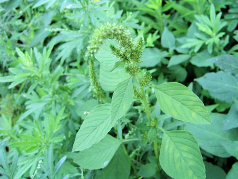 Amaranthus retroflexus