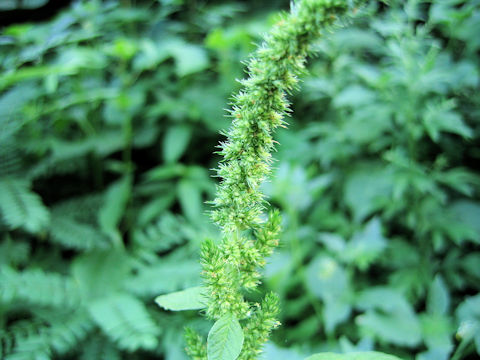 Amaranthus retroflexus