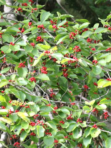 Ilex macropoda