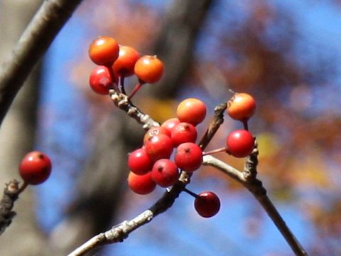 Ilex macropoda